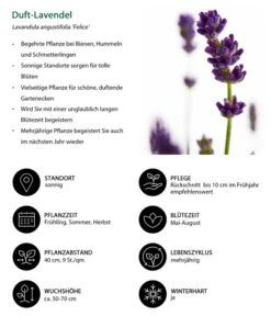 Lavendel-Set Lavendel-Vielfalt, 4-teilig -Gartenbedarfsgeschäft 7805773 WE IG 001 DuftLavendel