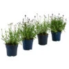 Lavendel-Set Lavendel-Vielfalt, 4-teilig -Gartenbedarfsgeschäft 7805781 WE FS 001 LavendelpaketMixLavandula4PflanzenT12