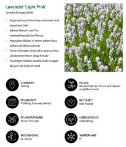 Lavendel-Set Lavendel-Vielfalt, 4-teilig -Gartenbedarfsgeschäft 7805781 WE IG 001 LavendelLightPinkAngustifoliaLightPinkLuckner