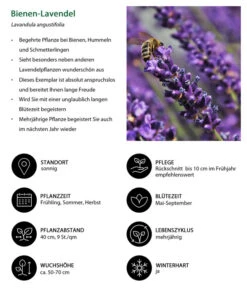 Dehners Bienen-Lavendel, 4er-Set 9 Dehners Bienen-Lavendel, 4er-Set -Gartenbedarfsgeschäft 7805799 WE IG 001 BienenLavendel 1