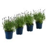 Schmetterlings-Lavendel 'Royal Blue', 4er-Set -Gartenbedarfsgeschäft 7805807 WE FS 001 LavendelpaketLavandulaSchmetterlingslavendel4PflanzenT12
