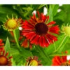 Sonnenbraut, Rot 1 Sonnenbraut, Rot -Gartenbedarfsgeschäft 7826563 WE DE 001 HeleniumSonnenbrautT19DehnerExpressHerzig