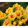 Bodendeckerrose 'Orienta Aylin' -Gartenbedarfsgeschäft 7826704 WE MO 001 RosaRoseOrientaAylin4LRosenTantau