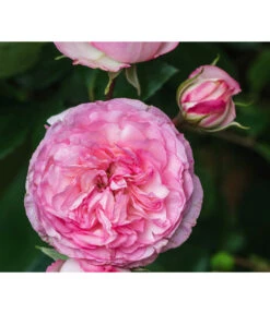 Beetrose 'Leonardo Da Vinci®' 8 Beetrose 'Leonardo Da Vinci®' -Gartenbedarfsgeschäft 7879174 PR DE 002 BeetroseLeonardoDaVinciRosaLucknerRet