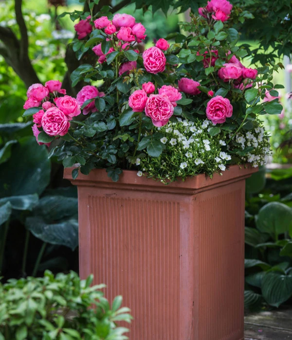 Beetrose 'Leonardo Da Vinci®' 6 Beetrose 'Leonardo Da Vinci®' – Bild 4