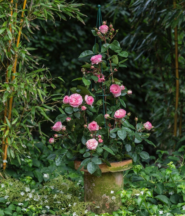 Beetrose 'Leonardo Da Vinci®' 4 Beetrose 'Leonardo Da Vinci®' – Bild 2