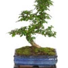 Bonsai Fukientee - Carmona Microphylla, 10 Jahre -Gartenbedarfsgeschäft 7977002 WE FS 001 BonsaiFukienteeCarmonaMicrophylla10JahreDehnerExpressHerzig2