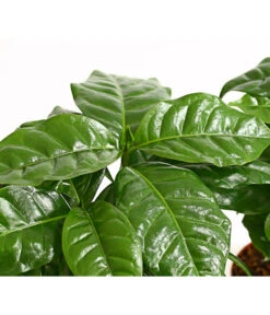 Kaffeepflanze - Coffea Arabica, 3er-Set -Gartenbedarfsgeschäft 7977911 PR DE 001 CoffeaArabicaKaffeepflanze3erSetT12StreckeDehnerExpressHerzig