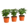 Kaffeepflanze - Coffea Arabica, 3er-Set