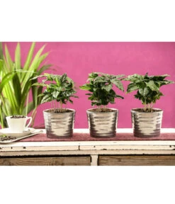 Kaffeepflanze - Coffea Arabica, 3er-Set -Gartenbedarfsgeschäft 7977911 PR MO 001 CoffeaArabicaKaffeepflanze3erSetT12StreckeDehnerExpressHerzig