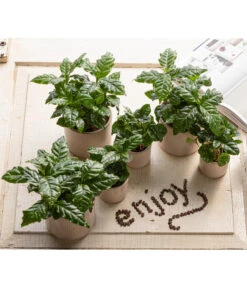 Kaffeepflanze - Coffea Arabica, 3er-Set -Gartenbedarfsgeschäft 7977911 WE MO 001 CoffeaArabicaT5 5 GC14 2022 1