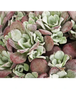 Fetthennen-Set, Verschiedene Sorten, 8-teilig 23 Fetthennen-Set, Verschiedene Sorten, 8-teilig -Gartenbedarfsgeschäft 7977960 PR DE 001 SedumFetthenne8erSetT11DehnerExpressHerzig