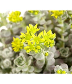 Fetthennen-Set, Verschiedene Sorten, 8-teilig 21 Fetthennen-Set, Verschiedene Sorten, 8-teilig -Gartenbedarfsgeschäft 7977960 PR DE 003 SedumFetthenne8erSetT11DehnerExpressHerzig