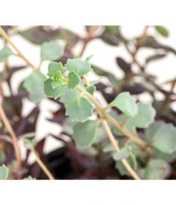 Fetthennen-Set, Verschiedene Sorten, 8-teilig 20 Fetthennen-Set, Verschiedene Sorten, 8-teilig -Gartenbedarfsgeschäft 7977960 PR DE 004 SedumFetthenne8erSetT11DehnerExpressHerzig