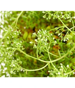 Fetthennen-Set, Verschiedene Sorten, 8-teilig 19 Fetthennen-Set, Verschiedene Sorten, 8-teilig -Gartenbedarfsgeschäft 7977960 PR DE 005 SedumFetthenne8erSetT11DehnerExpressHerzig