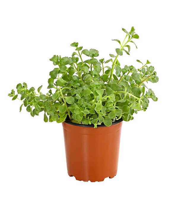 Fetthennen-Set, Verschiedene Sorten, 8-teilig 7 Fetthennen-Set, Verschiedene Sorten, 8-teilig – Bild 5