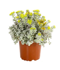 Fetthennen-Set, Verschiedene Sorten, 8-teilig 16 Fetthennen-Set, Verschiedene Sorten, 8-teilig -Gartenbedarfsgeschäft 7977960 PR FS 003 SedumFetthenne8erSetT11DehnerExpressHerzig