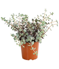 Fetthennen-Set, Verschiedene Sorten, 8-teilig 15 Fetthennen-Set, Verschiedene Sorten, 8-teilig -Gartenbedarfsgeschäft 7977960 PR FS 004 SedumFetthenne8erSetT11DehnerExpressHerzig