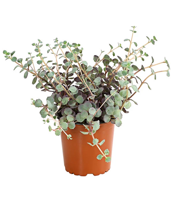 Fetthennen-Set, Verschiedene Sorten, 8-teilig 5 Fetthennen-Set, Verschiedene Sorten, 8-teilig – Bild 3