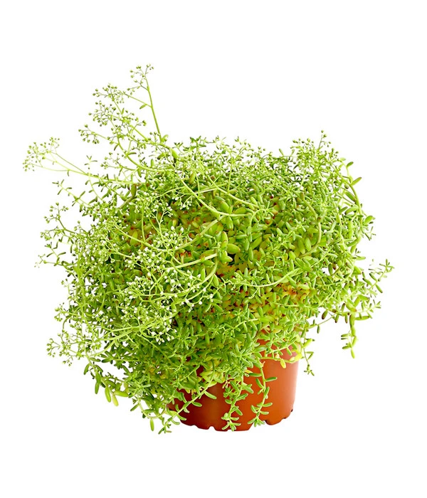 Fetthennen-Set, Verschiedene Sorten, 8-teilig 4 Fetthennen-Set, Verschiedene Sorten, 8-teilig – Bild 2