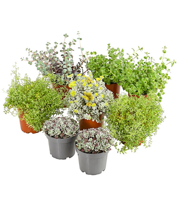 Fetthennen-Set, Verschiedene Sorten, 8-teilig 3 Fetthennen-Set, Verschiedene Sorten, 8-teilig