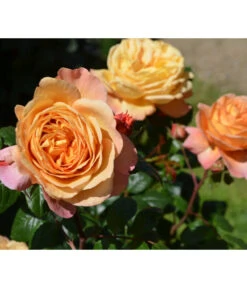 Nostalgie®-Edelrose 'Capri®'