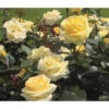 Edelrose 'Avec Amour®'
