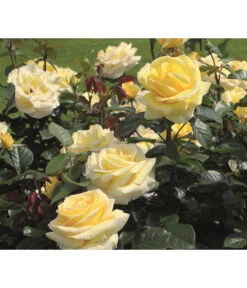 Edelrose 'Avec Amour®'