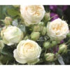 Nostalgie®-Edelrose 'Wedding Piano®' -Gartenbedarfsgeschäft 7988413 WE DE 002 EdelroseWeddingPianoTantau