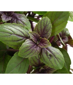 Dehner Gourmet Garten Strauchbasilikum 'Magic Blue' -Gartenbedarfsgeschäft 8001869 WE DE 001 GourmetGartenBasilikumMagicBlue