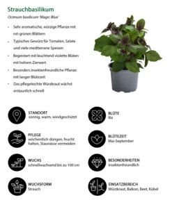 Dehner Gourmet Garten Strauchbasilikum 'Magic Blue' -Gartenbedarfsgeschäft 8001869 WE IG 001 Strauchbasilikum