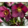 Schneerose 'Ice N' Roses® Red' - Helleborus Gold Collection® -Gartenbedarfsgeschäft 8010969 PR DE 001 SchneeroseHelleborusRedRechteHeuger