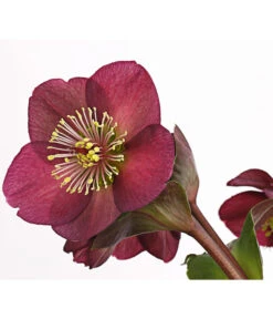 Schneerose 'Ice N' Roses® Red' - Helleborus Gold Collection® 11 Schneerose 'Ice N' Roses® Red' - Helleborus Gold Collection® -Gartenbedarfsgeschäft 8010969 WE DE 001 HelleborusWeinrotDehnerExpressHerzig