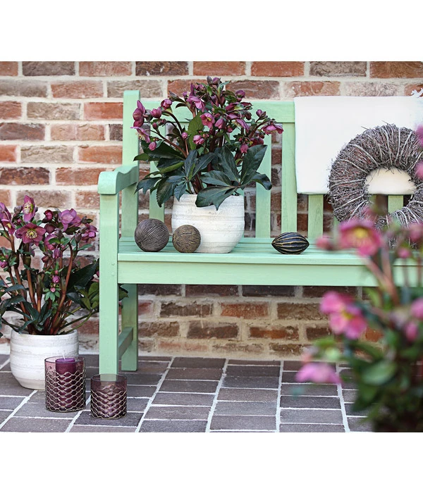 Schneerose 'Ice N' Roses® Red' - Helleborus Gold Collection® 5 Schneerose 'Ice N' Roses® Red' - Helleborus Gold Collection® – Bild 3