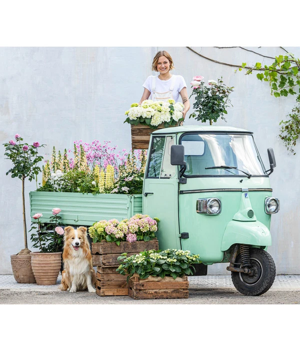 Hortensie - Hydrangea Macrophylla 9 Hortensie - Hydrangea Macrophylla – Bild 7