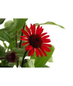 Sonnenhut -Gartenbedarfsgeschäft 8012619 WE DE 001 RoterSonnenhutEchinaceaPurpureaT19