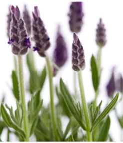 Schopf-Lavendel 19 Schopf-Lavendel -Gartenbedarfsgeschäft 8017014 WE DE 001 LavendelSchopflavendelLavandulaStoechasT13DehnerExpressZS