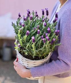 Schopf-Lavendel 17 Schopf-Lavendel -Gartenbedarfsgeschäft 8017014 WE MO 001 LavendelKorb