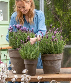 Schopf-Lavendel 16 Schopf-Lavendel -Gartenbedarfsgeschäft 8017014 WE MO 001 SchopfLavendelStoechas