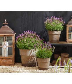 Schopf-Lavendel 14 Schopf-Lavendel -Gartenbedarfsgeschäft 8017014 WE MO 001 Schopflavendel