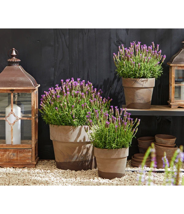 Schopf-Lavendel 6 Schopf-Lavendel – Bild 4