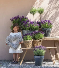 Schopf-Lavendel 15 Schopf-Lavendel -Gartenbedarfsgeschäft 8017089 8017014 8017105 8017147 8072852 3679602 3679727 3679735 WE MO 001 SchopfLavendel