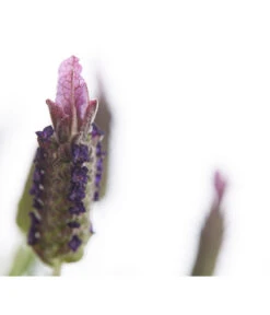 Schopf-Lavendel 18 Schopf-Lavendel -Gartenbedarfsgeschäft 8017089 PR DE 001 LavendelStoechasLavandulaStoechasT18DehnerExpressHerzig