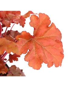 Purpurglöckchen 'Boysenberry' 7 Purpurglöckchen 'Boysenberry' -Gartenbedarfsgeschäft 8025983 PR DE 001 HeucheraCherryColaT15DehnerExpressHerzig