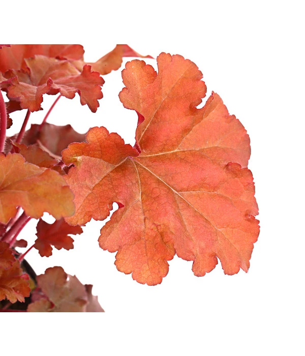 Purpurglöckchen 'Boysenberry' 5 Purpurglöckchen 'Boysenberry' – Bild 3