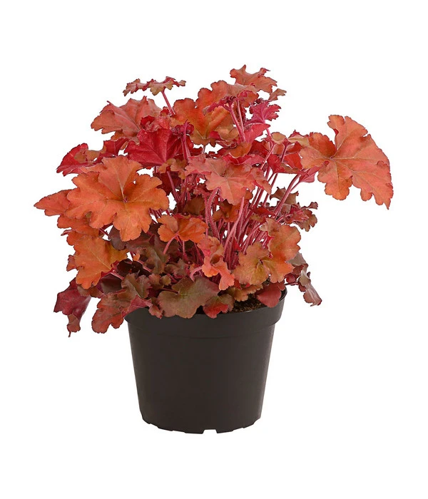 Purpurglöckchen 'Boysenberry' 3 Purpurglöckchen 'Boysenberry'