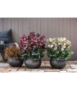 Schneerose 'Ice N' Roses® Red' - Helleborus Gold Collection® 10 Schneerose 'Ice N' Roses® Red' - Helleborus Gold Collection® -Gartenbedarfsgeschäft 8028011 8010969 8044331 WE MO 001 HelleborusLenzroseChristroseBL17