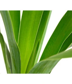 Kerzen-Palmlilie - Palmlilie -Gartenbedarfsgeschäft 8028854 WE DE 001 PalmlilieYuccaGloriosa3LDehnerExpressHerzig