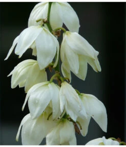 Kerzen-Palmlilie - Palmlilie -Gartenbedarfsgeschäft 8028854 WE MO 001 YuccaPalmliliePixabay