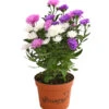 Glattblatt-Aster Trio -Gartenbedarfsgeschäft 8030736 PR FS 001 AsterNoviBelgiiTrioDehnerExpressHerzig